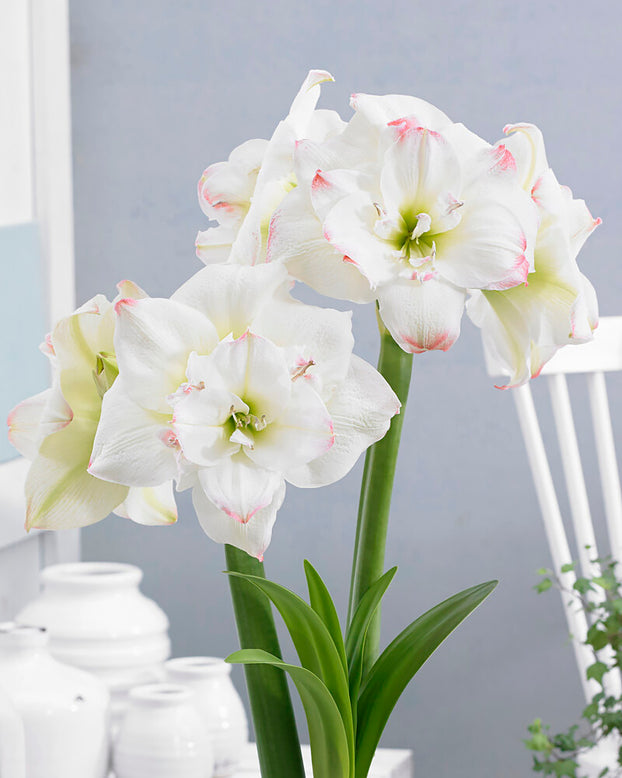 Amaryllis 'Amadeus Candy'