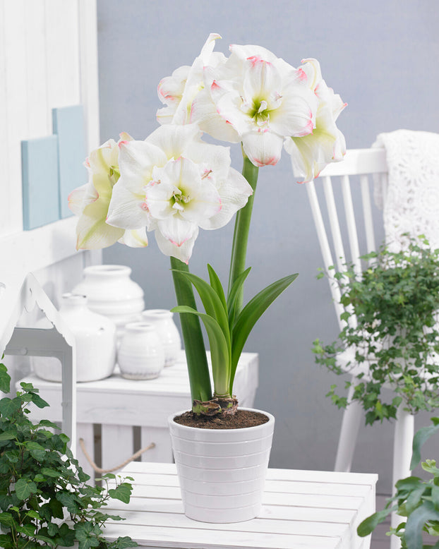 Amaryllis 'Amadeus Candy'