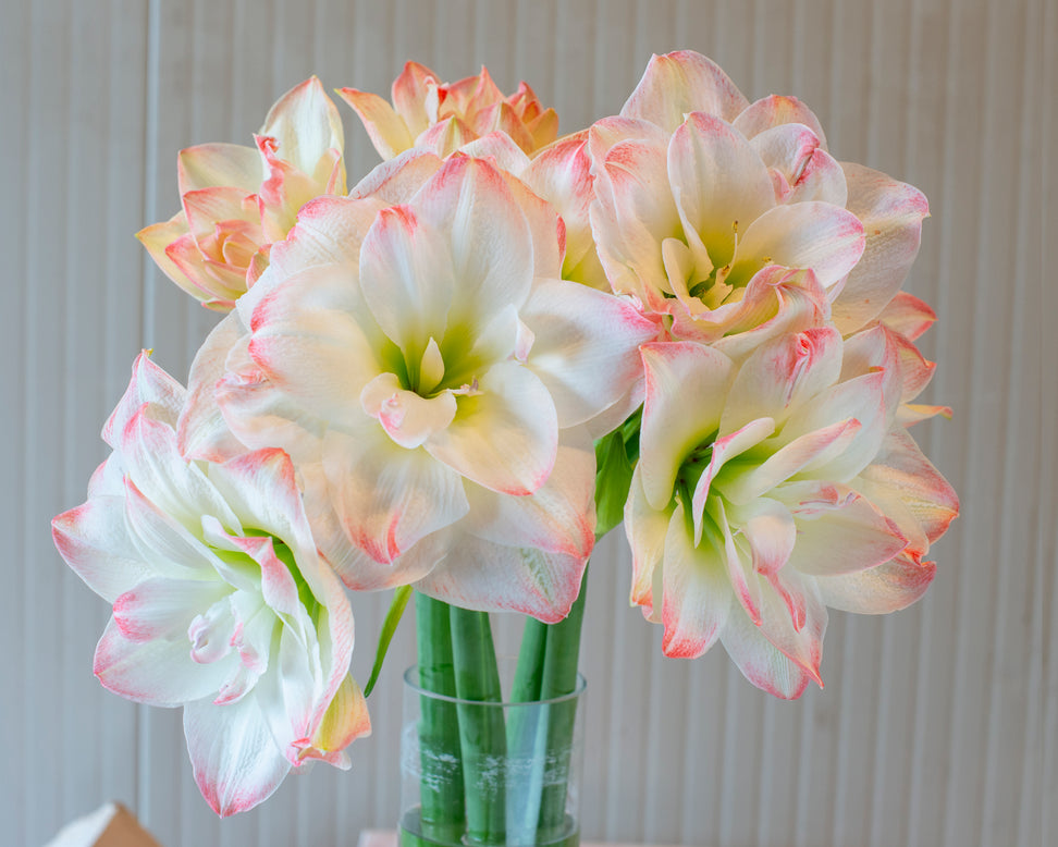 Amaryllis 'Amadeus Candy'