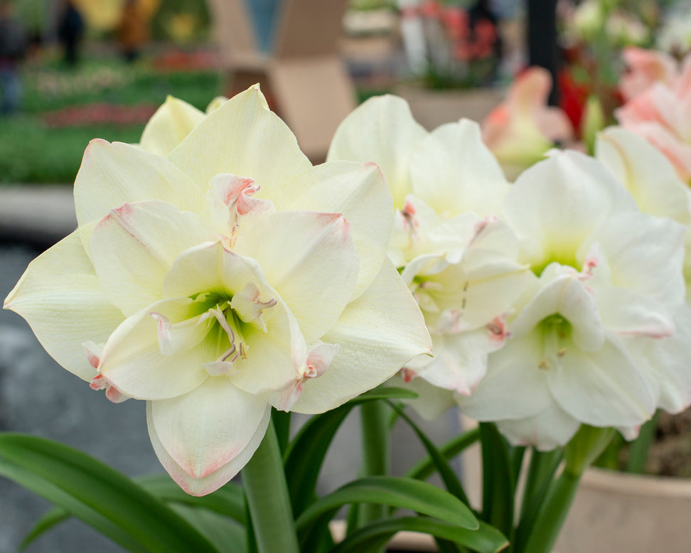 Amaryllis 'Amadeus Candy'