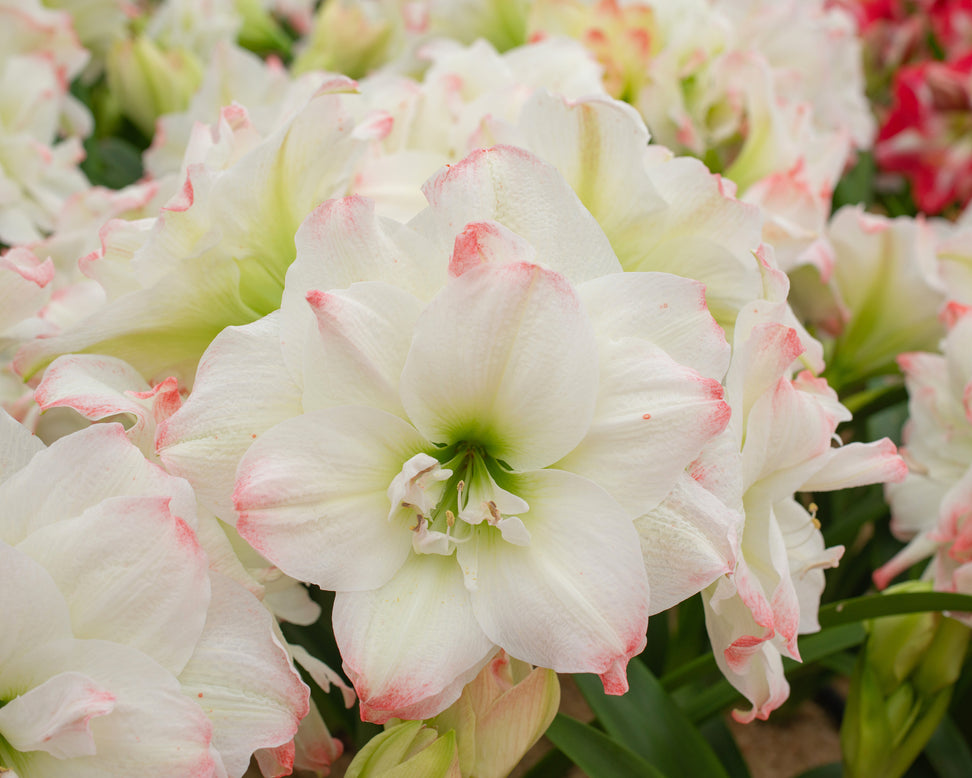 Amaryllis 'Amadeus Candy'