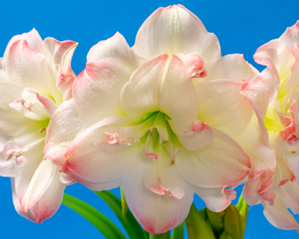 Amaryllis 'Amadeus Candy'