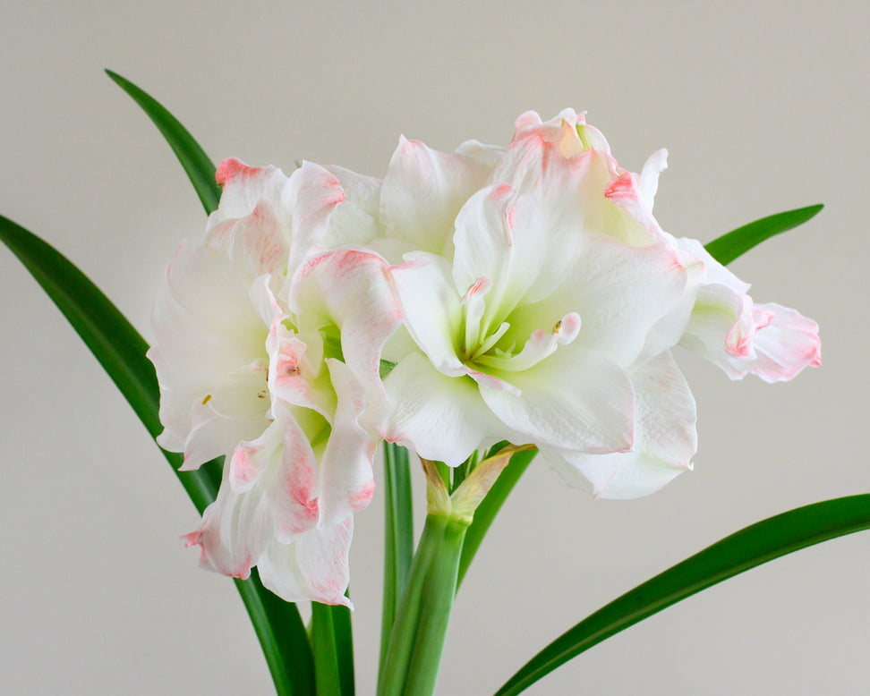Amaryllis 'Amadeus Candy'