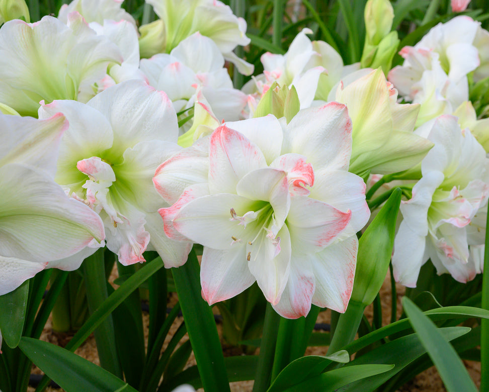 Amaryllis 'Amadeus Candy'