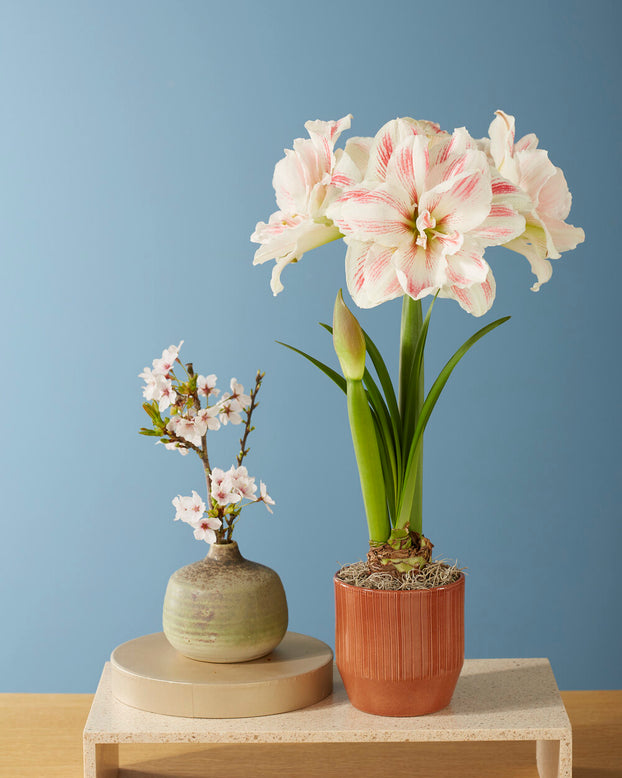 Amaryllis 'Aquaro'