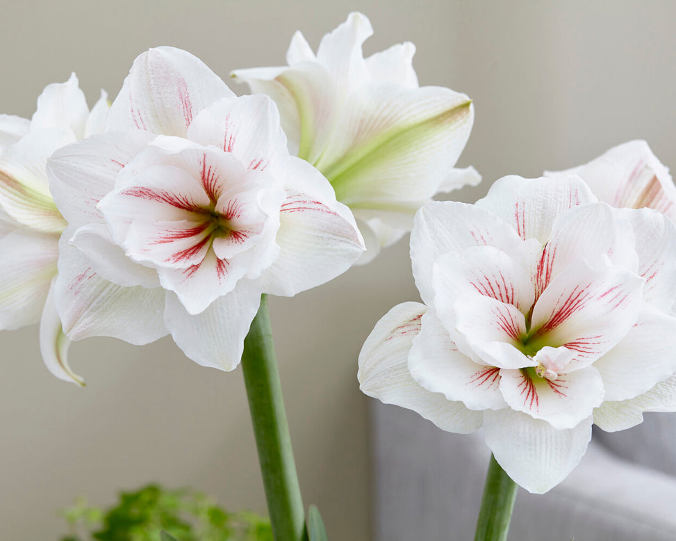 Amaryllis 'Aquaro'