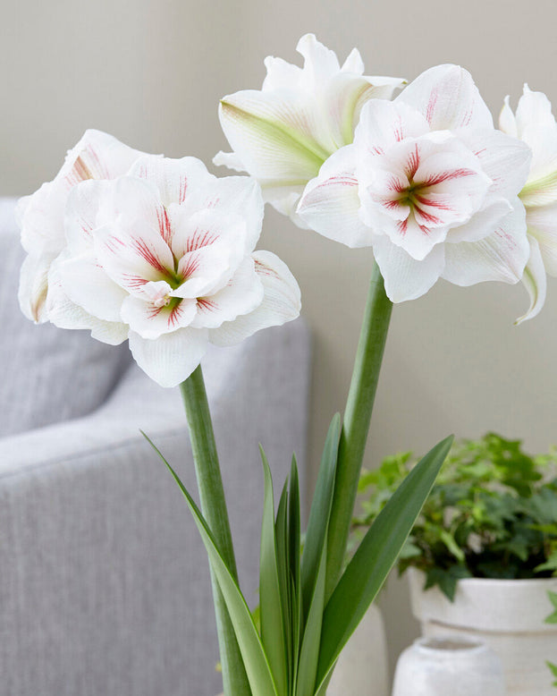 Amaryllis 'Aquaro'