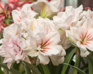 Amaryllis 'Aquaro' Amaryllis 'Aquaro'