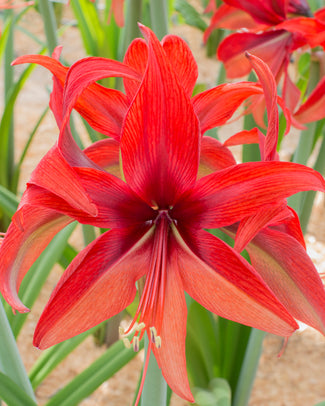 Amaryllis 'Bogota' Amaryllis 'Bogota'