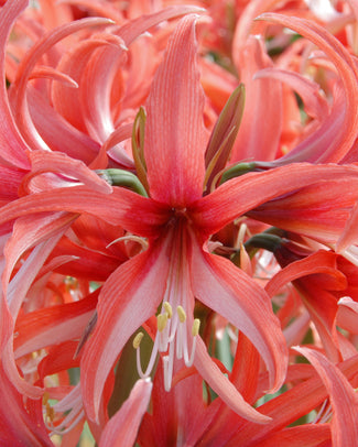 Amaryllis 'Cybister Rose' Amaryllis 'Cybister Rose'