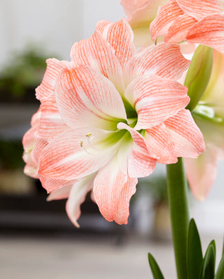 Amaryllis 'Giant Amadeus' Amaryllis 'Giant Amadeus'