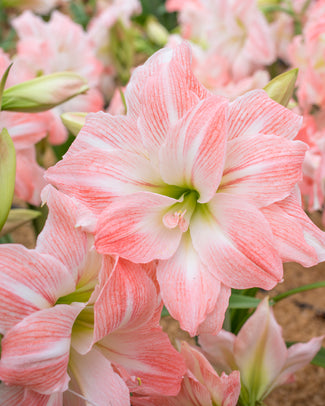 Amaryllis 'Giant Amadeus' Amaryllis 'Giant Amadeus'