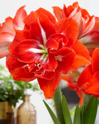 Amaryllis 'Happy Nymph' Amaryllis 'Happy Nymph'