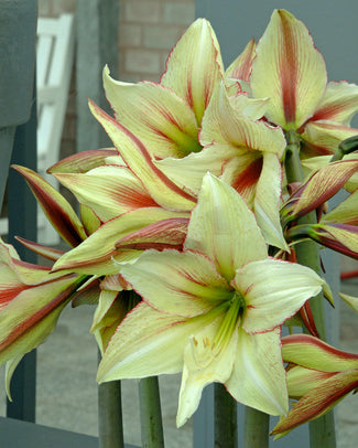 Amaryllis 'Green Magic' Amaryllis 'Green Magic'