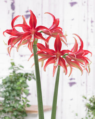 Amaryllis 'Quito' Amaryllis 'Quito'