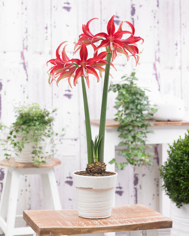 Amaryllis 'Quito'