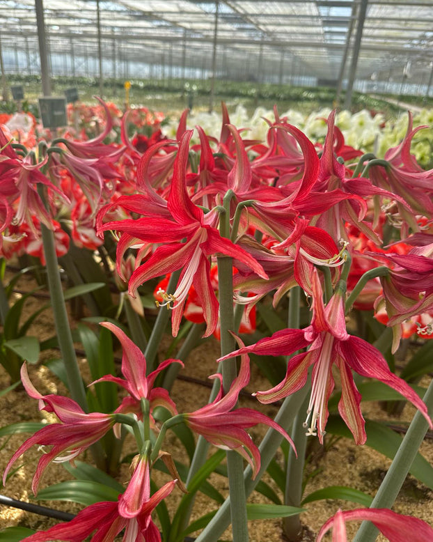 Amaryllis 'Quito'