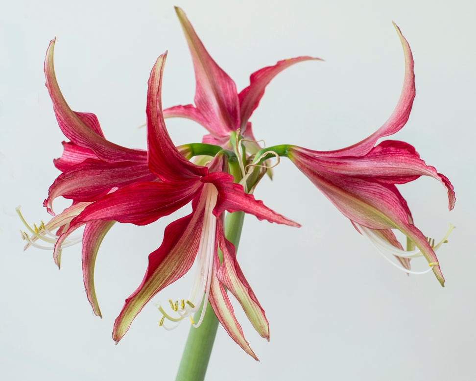Amaryllis 'Quito'