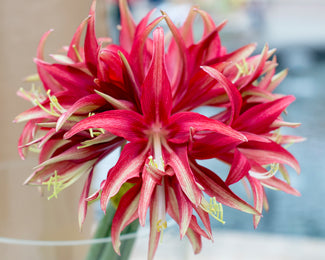 Amaryllis 'Quito' Amaryllis 'Quito'