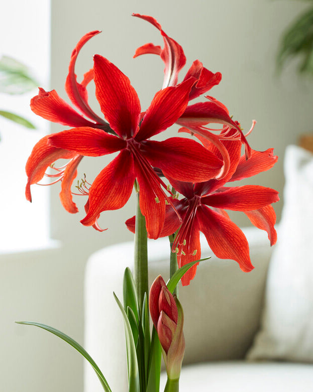 Amaryllis Red Amazone Bulbs Uk