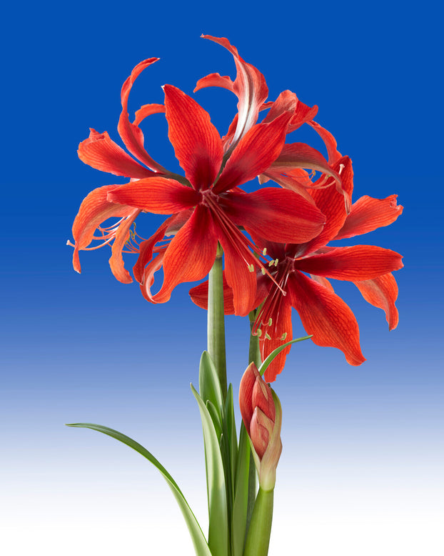 Amaryllis 'Red Amazone'