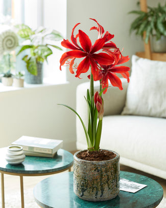 Amaryllis 'Red Amazone' Amaryllis 'Red Amazone'