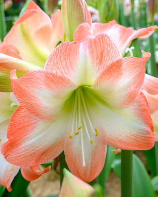Amaryllis 'Shine Dream' Amaryllis 'Shine Dream'