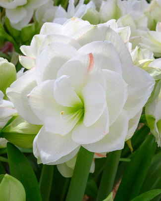 Amaryllis 'White Amadeus' Amaryllis 'White Amadeus'