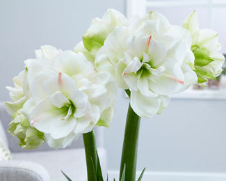 Amaryllis 'White Amadeus' Amaryllis 'White Amadeus'