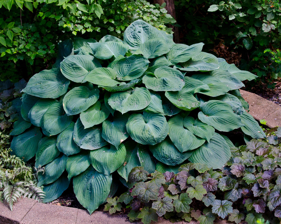 Hosta 'Blue Angel'