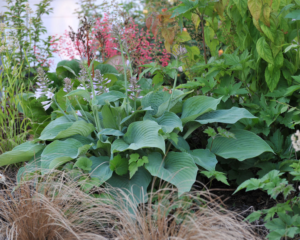 Hosta 'Blue Angel'