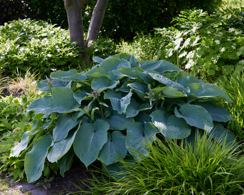 Hosta 'Blue Angel'