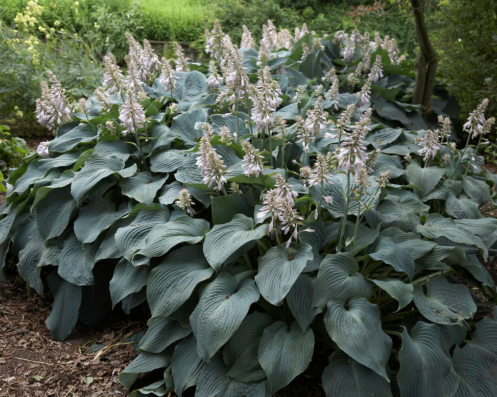 Hosta 'Blue Angel'