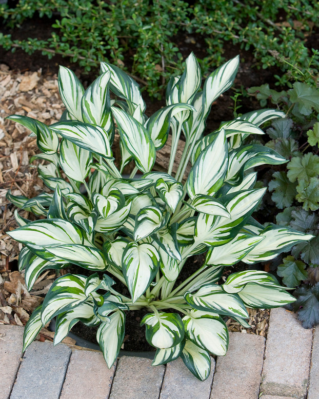 Hosta 'Fireworks'