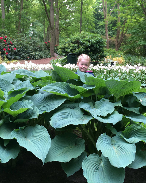 Hosta 'Jurassic Park'