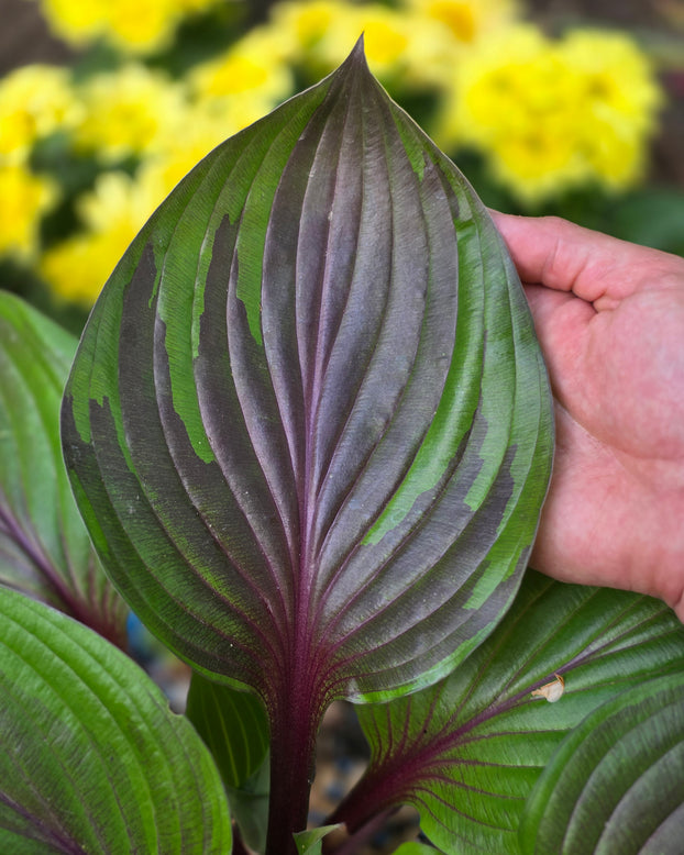 Hosta 'Red Ninja'