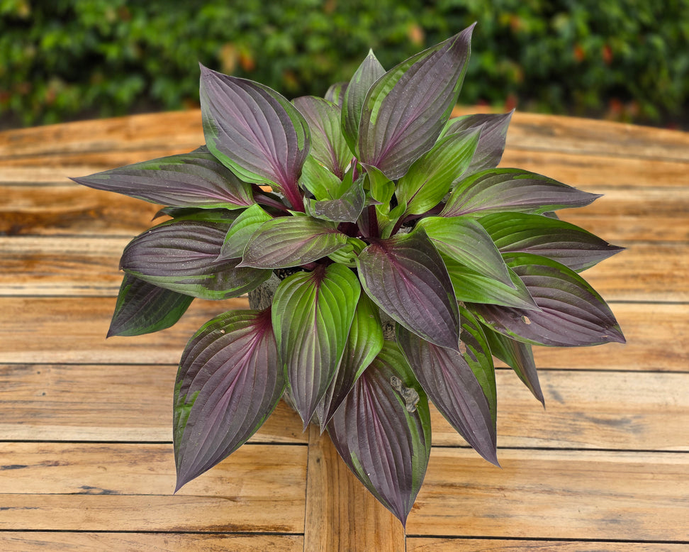 Hosta 'Red Ninja'