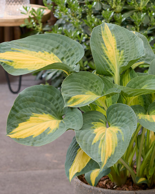 Hosta 'Smash Hit'
