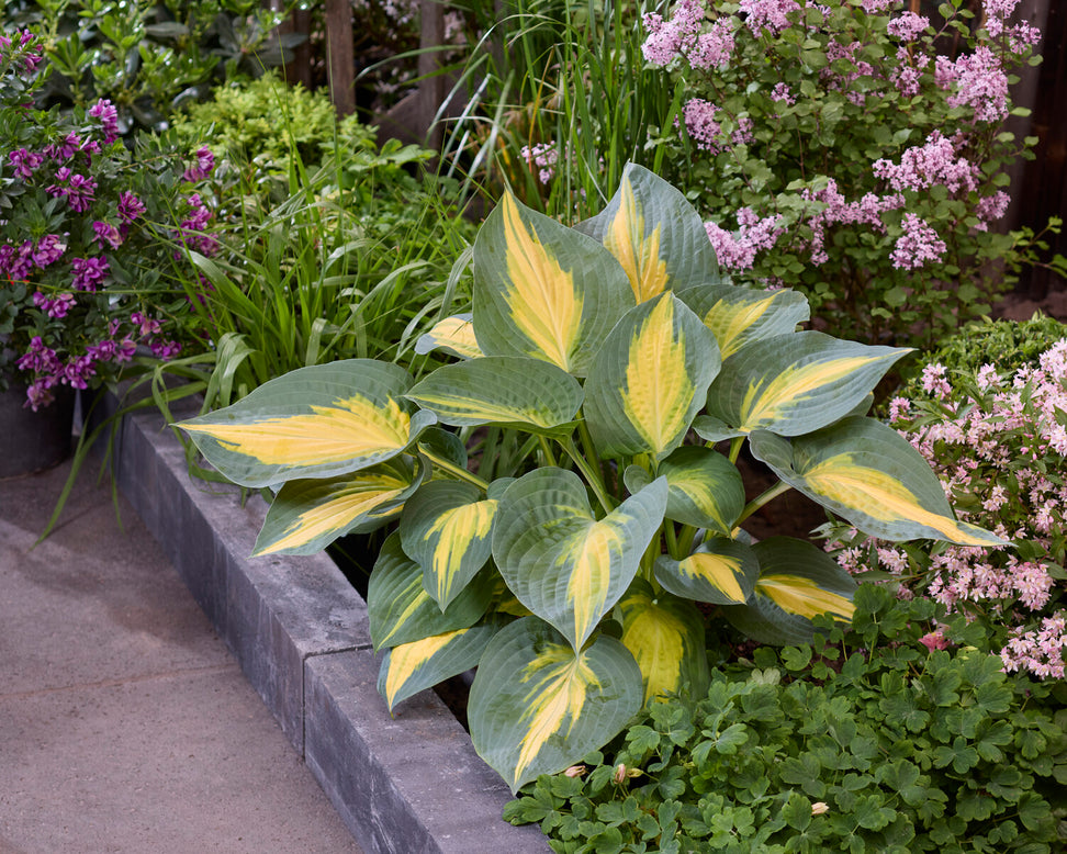 Hosta 'Smash Hit'