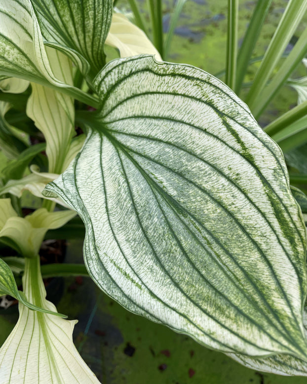 Hosta 'Zebra Stripes'