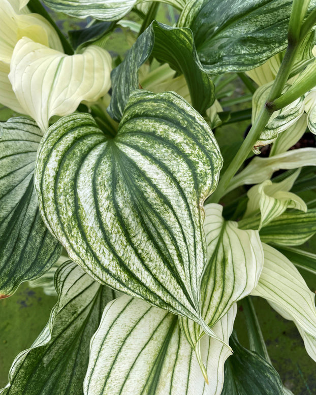 Hosta 'Zebra Stripes'