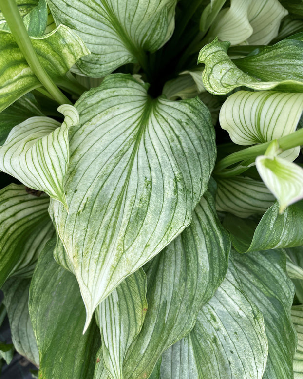 Hosta 'Zebra Stripes'