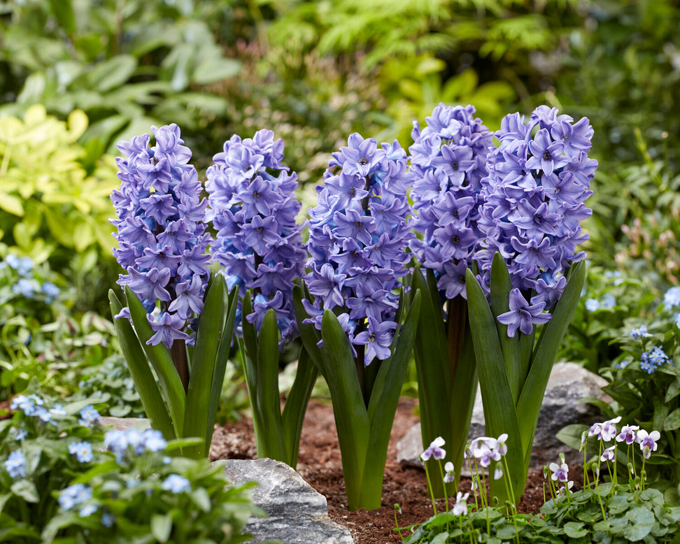 Hyacinth 'All Stars'
