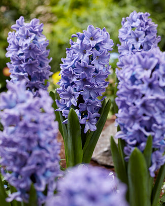 Hyacinth 'All Stars' Hyacinth 'All Stars'