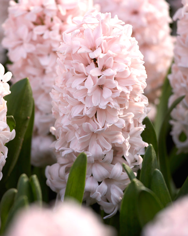 Hyacinth 'China Pink'