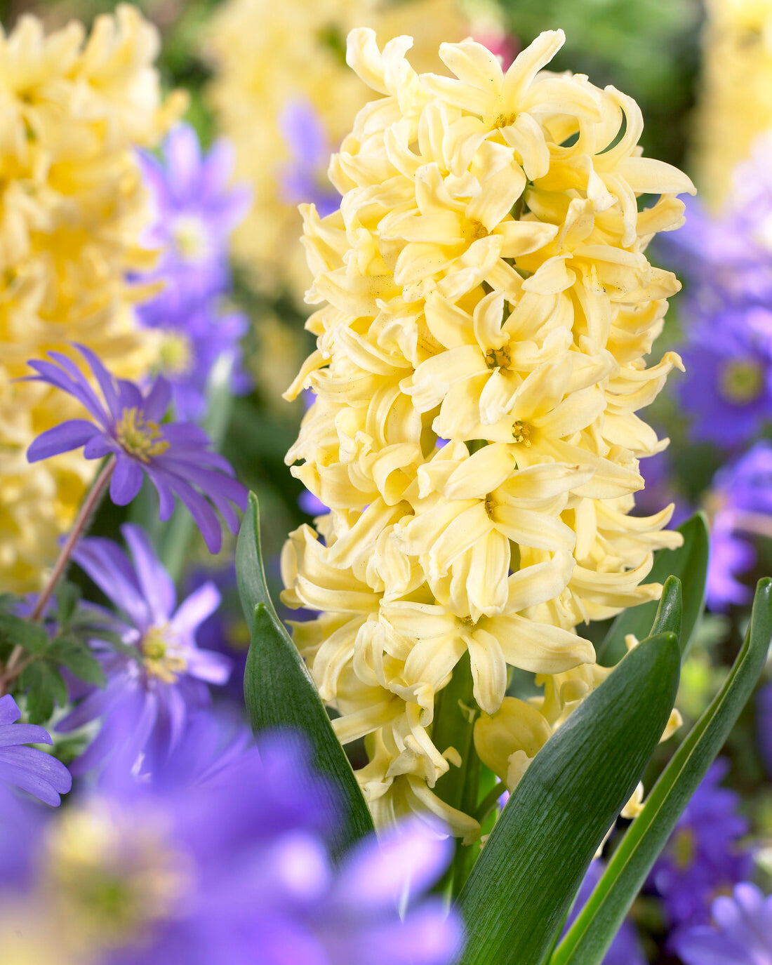 Hyacinth City of Haarlem