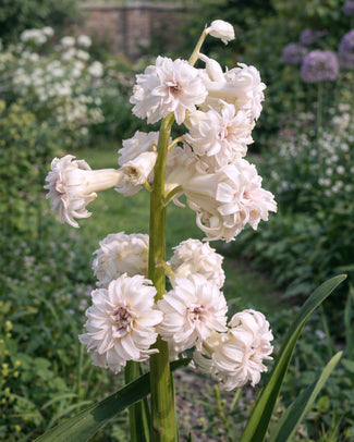 Hyacinth 'Gloria Mundi' Hyacinth 'Gloria Mundi'