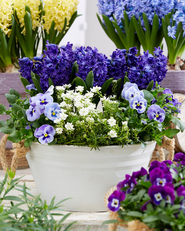 Hyacinth 'Manhattan'