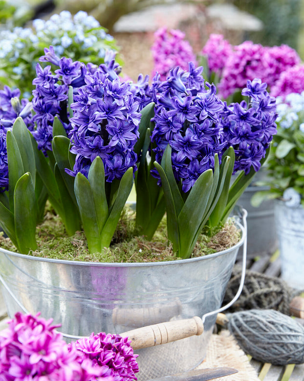 Hyacinth 'Manhattan'