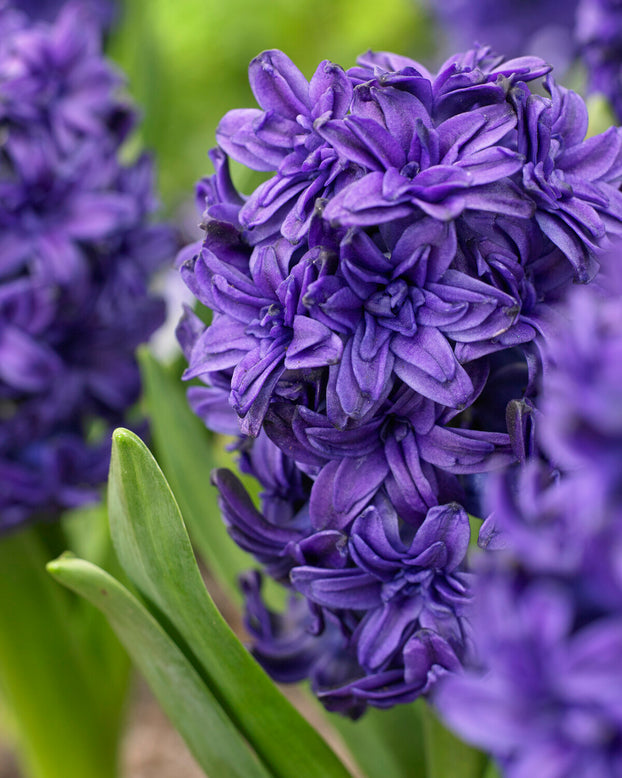 Hyacinth 'Manhattan'